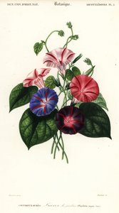 Sorten der Prunkwinde, Pharbitis hispida von Louis Joseph Edouard Maubert