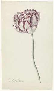 Tulpe