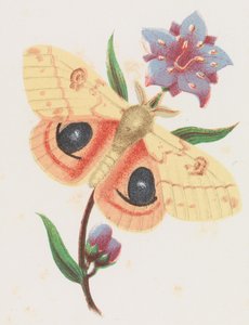 Schwefelfalter