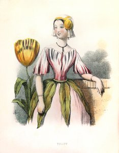 Allegorie, die Tulpe