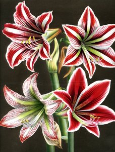 AMARYLLIS HIPPEASTRA (Gravur)