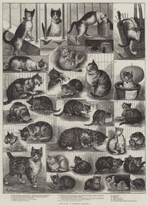 Unsere Katzen, eine häusliche Geschichte von Louis Wain