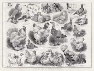 Geflügel- und Taubenschau im Crystal Palace von Louis Wain