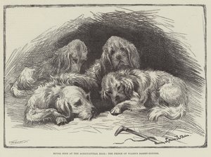 Königliche Hunde in der Agricultural Hall, die Basset-Hunde des Prinzen von Wales von Louis Wain