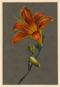 Hemorocallus (Taglilie) von Louise DOrleans