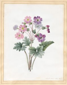 Hybride Aurikel von Louise DOrleans