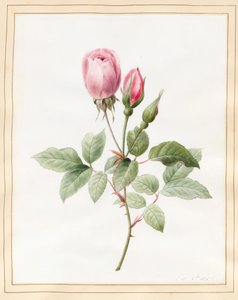 Rosa Rose und Knospen, 1826 von Louise DOrleans