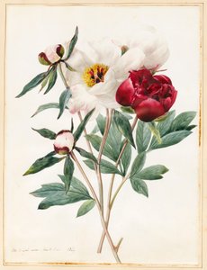 Rote und weiße Staudenpfingstrosen, 1829 von Louise DOrleans
