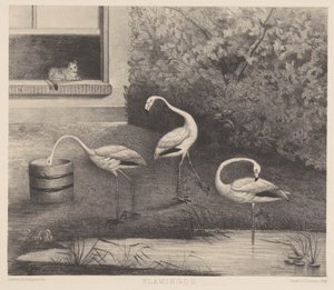 Drei Flamingos und eine Katze