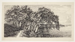 Alte Eichen bei Hald Sø von Louise Ravn Hansen