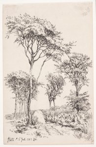 Waldlandschaft mit freistehenden Bäumen