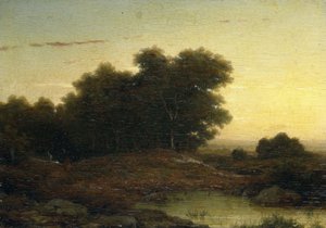Blick in den Wald bei Sonnenuntergang