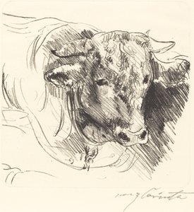 Stierkopf, 1912 von Lovis Corinth