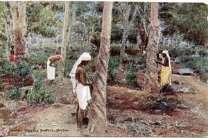 Kulis beim Gummizapfen, Ceylon, ca. 1900-20 (handkolorierte Fotografie)