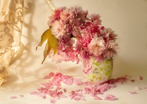 Rosa Kirschblüten von Ludmila Shumilova