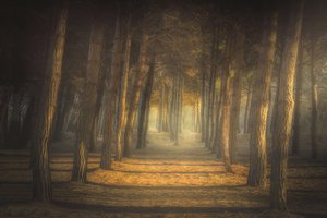 Goldener Waldweg von Ludovico Reale