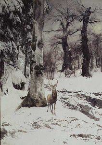 Ein Hirsch im verschneiten Wald von Ludwig Fromme