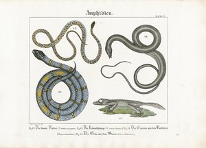 Europäische Schlangen und Amphibien von Ludwig Meyer