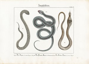 Giftige Schlangen: Viper, Strumpfbandnatter und Kobra von Ludwig Meyer