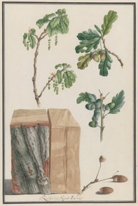 Studien der Blüten, Früchte und des Stammes einer Englischen Eiche Quercus robur, 1788