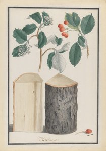 Studien der Blätter, Blüten, Früchte und des Stammes einer Mehlbeere Sorbus subgenus Aria, 1788