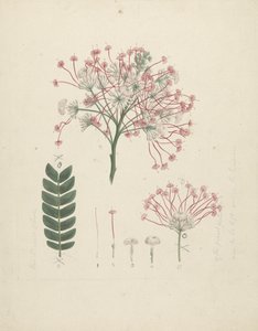 Albizia gummifera (J.F. Gmel.) C.A. Sm. (Gummi-Albizia-Baum): fertige Zeichnung des blühenden Triebs mit Details der Blütenstände, Blüten und Blätter von Luigi Balugani