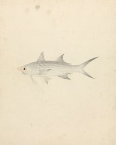 Binney: Nummer eins (ein Fisch)