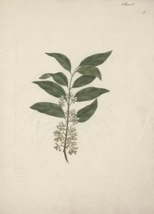 Catha edulis Forssk. (Khath): fertige Zeichnung