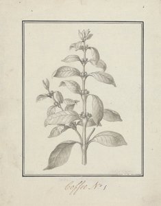Coffea arabica L. (Arabica-Kaffee): fertige Zeichnung eines belaubten Triebs und Beeren von Luigi Balugani