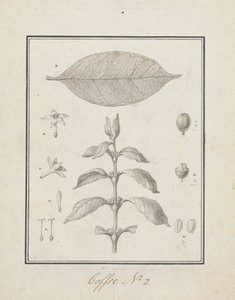 Coffea arabica L. (Arabica-Kaffee): fertige Zeichnung eines belaubten Triebs, mit Details von Blumen, Blättern und Früchten von Luigi Balugani