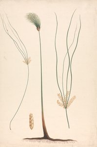 Cyperus papyrus L. (Papyrus-Segge): fertige Zeichnung von Dampf und Blütenkopf, mit Details der Blütenstände links und rechts von Luigi Balugani