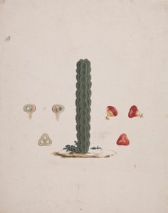 Euphorbia abyssinica J.F. Gmel. (Äthiopischer Wolfsmilchbaum): fertige Zeichnung eines einzelnen Stammes, mit Details von ganzen und zerlegten Früchten von Luigi Balugani