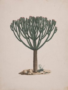 Euphorbia abyssinica J.F. Gmel. (Äthiopischer Wolfsmilchbaum): fertige Zeichnung der Baumform von Luigi Balugani
