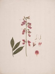 Millettia ferruginea (Hochst.) Baker: fertige Zeichnung mit einigen ausgeschlossenen Details von Luigi Balugani