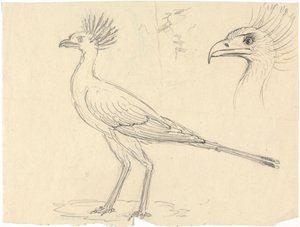 Sekretärvogel von Luigi Balugani