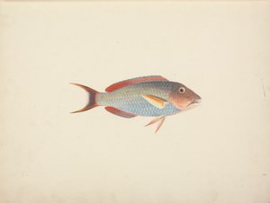Unidentifizierter Fisch von Luigi Balugani