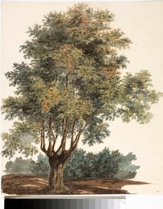 Baum von Luigi Garibbo