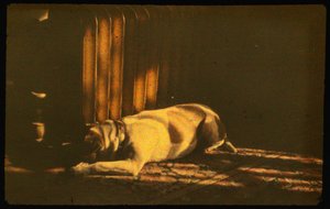 Farbfotografie eines schlafenden Hundes im Sonnenlicht mit Autochrome Lumière und einer 35-mm-Kamera...