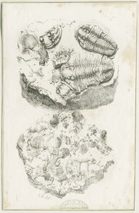 Dudley - Fossilien: Lithografie, um 1825 von Luke Booker