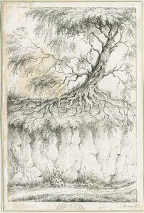 Dudley - Baum: Lithografie, um 1825