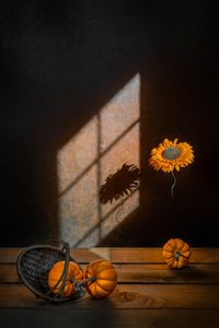 Herbstkürbisse und Sonnenlicht von Lydia Jacobs