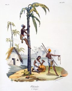 Ein Mann der Nadar-Kaste klettert auf eine Palme, 1827-35 von M.E. Burnouf