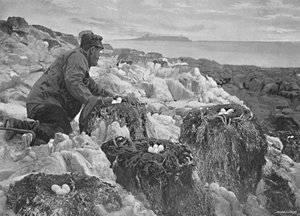 Kormorannester, Farne-Inseln, ca. 1896 von M. Aunty