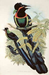 Arfak-Astrapia, Astrapia Nigra - Paradiesvogel von M. Hart