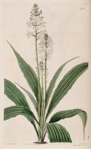 Illustration von Calanthe triplicata (als syn. Calanthe veratrifolia) (Pflanze) von M. Hart