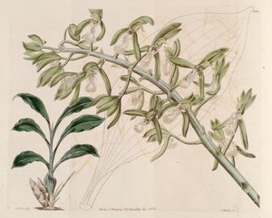 Illustration von Catasetum cristatum