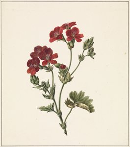Rote Blume von M. de Gijselaar