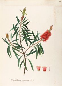 Albany Bottlebrush (Callistemon speciosum DC), Myrtaceae, Strauch mit beständigen Blättern, heimisch in Australien von Maddalena Lisa Mussino