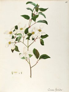 Blühender Hartriegel (Cornus florida), Cornaceae, kleiner Baum oder Strauch, heimisch in Nordamerika