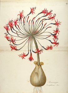 Josephines Lilie (Brunsvigia josephinae), Amaryllidaceae von Maddalena Lisa Mussino